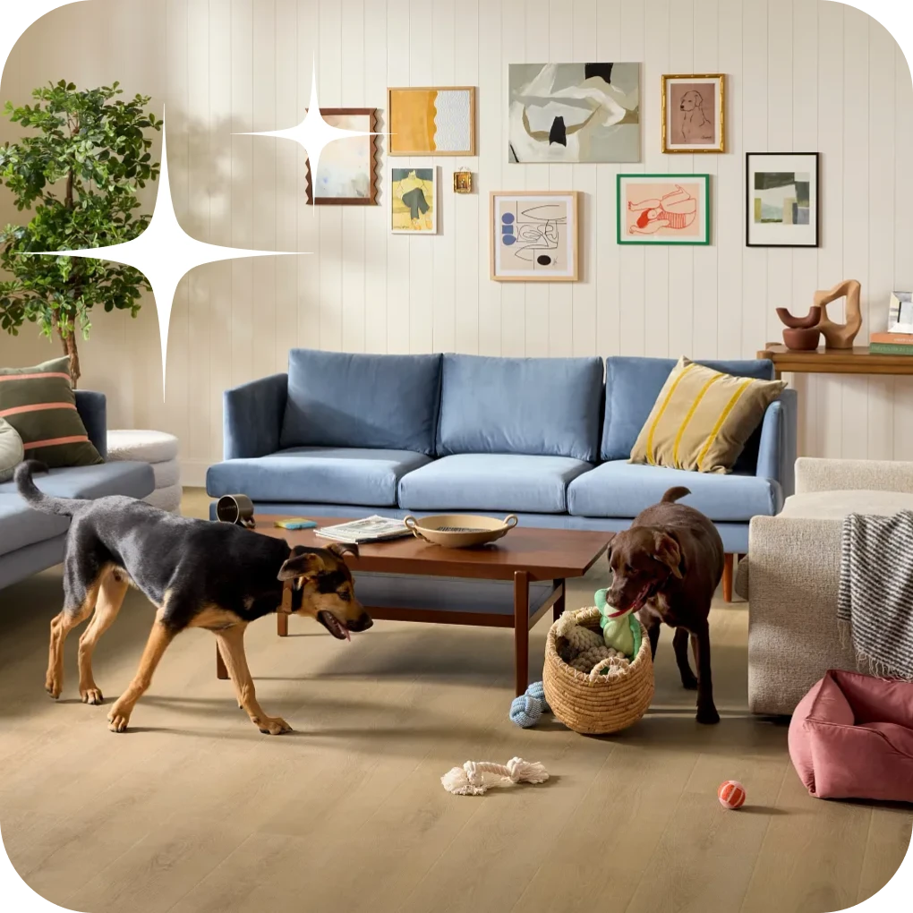 Dogs playing with toys in modern living room with laminate flooring | Lloyd's Carpets & Draperies